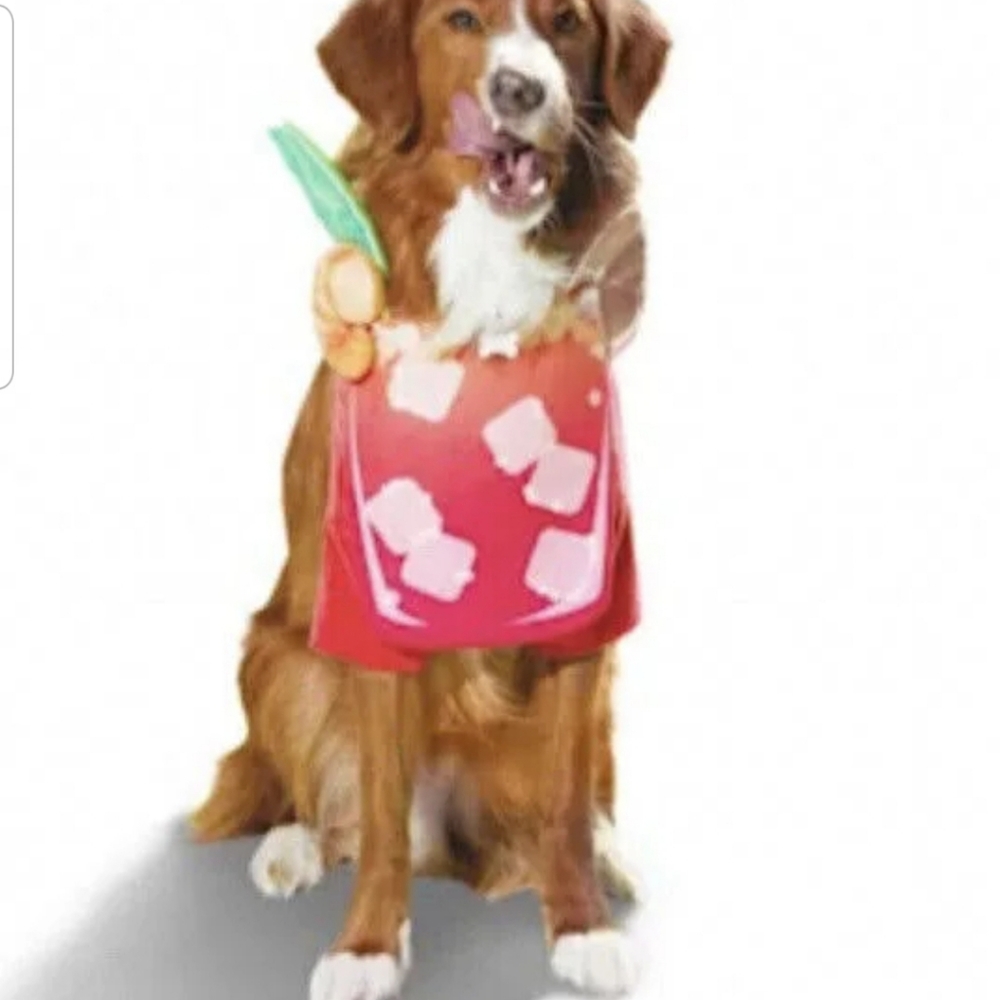 Dog Halloween costume